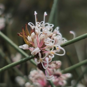 Hakea microcarpa at Captains Flat, NSW - 6 Nov 2024 03:30 PM