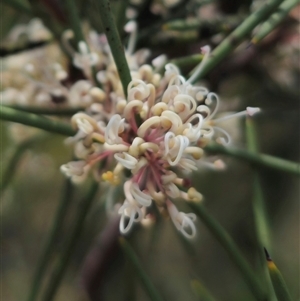 Hakea microcarpa at Captains Flat, NSW - 6 Nov 2024 03:30 PM