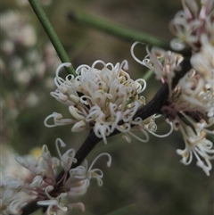 Hakea microcarpa at Captains Flat, NSW - 6 Nov 2024 03:30 PM