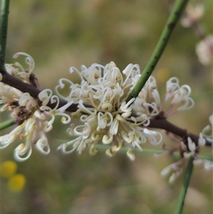 Hakea microcarpa at Captains Flat, NSW - 6 Nov 2024 03:30 PM