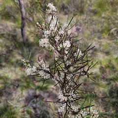 Hakea microcarpa at Captains Flat, NSW - 6 Nov 2024 03:30 PM