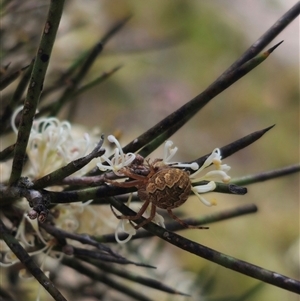 Salsa fuliginata at Captains Flat, NSW - 6 Nov 2024