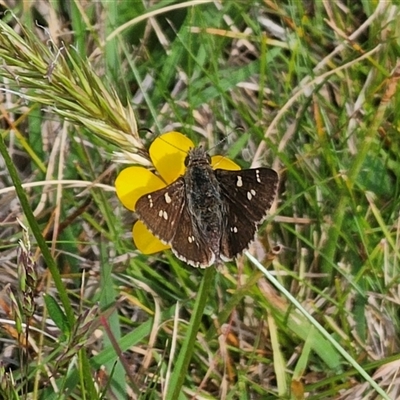 Pasma tasmanica (Two-spotted Grass-skipper) at Captains Flat, NSW - 6 Nov 2024 by Csteele4