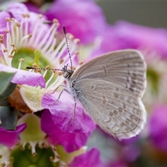 Zizina otis (Common Grass-Blue) at Florey, ACT - 6 Nov 2024 by KorinneM