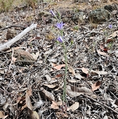 Wahlenbergia stricta subsp. stricta (Tall Bluebell) at Whitlam, ACT - 5 Nov 2024 by sangio7