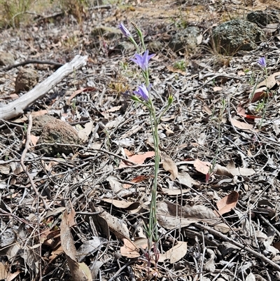 Wahlenbergia stricta subsp. stricta (Tall Bluebell) at Whitlam, ACT - 5 Nov 2024 by sangio7