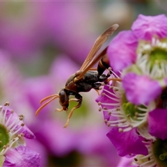 Polistes (Polistella) humilis at Florey, ACT - 6 Nov 2024