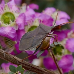 Amorbus (genus) (Eucalyptus Tip bug) at Florey, ACT - 6 Nov 2024 by KorinneM