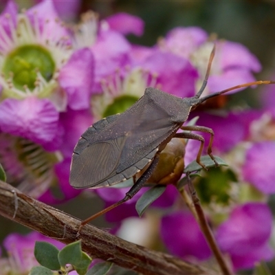 Amorbus sp. (genus) (Eucalyptus Tip bug) at Florey, ACT - 6 Nov 2024 by KorinneM