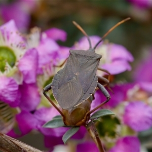 Amorbus sp. (genus) at Florey, ACT - 6 Nov 2024