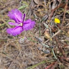 Thysanotus tuberosus subsp. tuberosus (Common Fringe-lily) at Whitlam, ACT - 5 Nov 2024 by sangio7