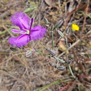 Thysanotus tuberosus subsp. tuberosus at Whitlam, ACT - 5 Nov 2024 11:33 AM