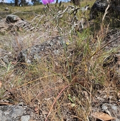 Thysanotus tuberosus subsp. tuberosus at Whitlam, ACT - 5 Nov 2024 11:33 AM