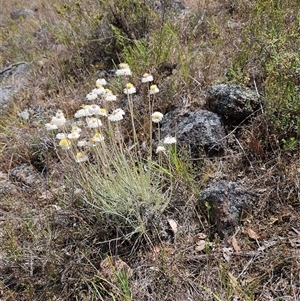 Leucochrysum albicans subsp. tricolor at Whitlam, ACT - 5 Nov 2024