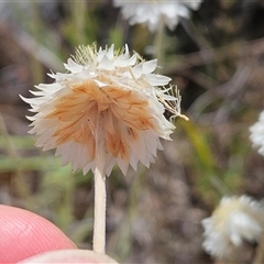 Leucochrysum albicans subsp. tricolor at Whitlam, ACT - 5 Nov 2024