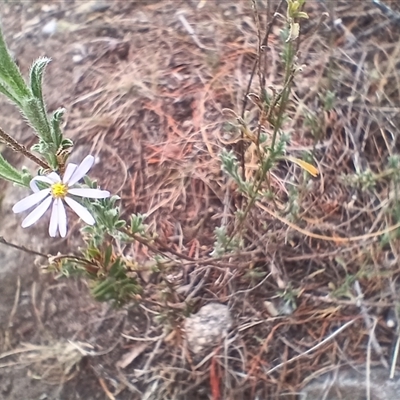 Vittadinia cuneata var. cuneata (Fuzzy New Holland Daisy) at Cooma, NSW - 6 Nov 2024 by mahargiani