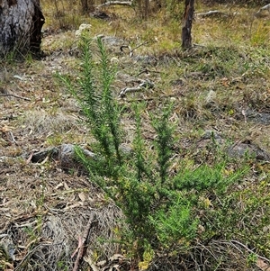 Cassinia aculeata subsp. aculeata at Whitlam, ACT - 5 Nov 2024