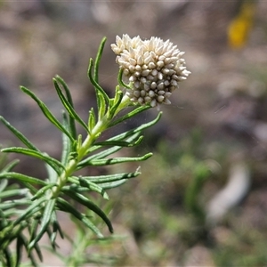 Cassinia aculeata subsp. aculeata at Whitlam, ACT - 5 Nov 2024