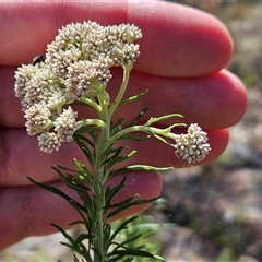 Cassinia aculeata subsp. aculeata at Whitlam, ACT - 5 Nov 2024