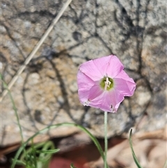 Convolvulus angustissimus subsp. angustissimus (Australian Bindweed) at Whitlam, ACT - 5 Nov 2024 by sangio7