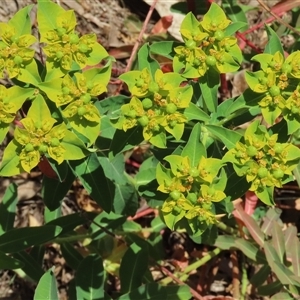 Euphorbia oblongata at Garran, ACT - 3 Nov 2024 02:15 PM