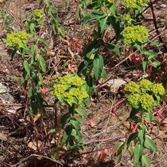 Euphorbia oblongata at Garran, ACT - 3 Nov 2024 02:15 PM