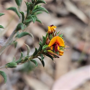 Pultenaea procumbens at Whitlam, ACT - 5 Nov 2024