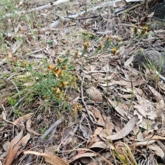 Pultenaea procumbens at Whitlam, ACT - 5 Nov 2024 11:57 AM