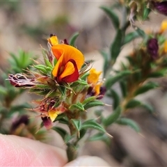 Pultenaea procumbens at Whitlam, ACT - 5 Nov 2024