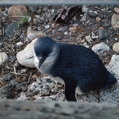 Eudyptula minor (Little Penguin) at Lillico, TAS - 5 Nov 2024 by LyndalT