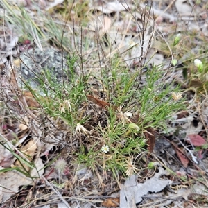 Vittadinia muelleri at Whitlam, ACT - 5 Nov 2024