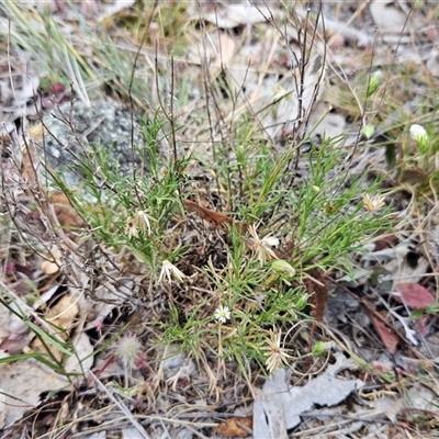 Vittadinia muelleri (Narrow-leafed New Holland Daisy) at Whitlam, ACT - 5 Nov 2024 by sangio7