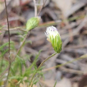 Vittadinia muelleri at Whitlam, ACT - 5 Nov 2024