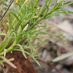 Vittadinia muelleri at Whitlam, ACT - 5 Nov 2024