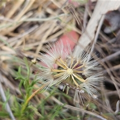 Vittadinia muelleri at Whitlam, ACT - 5 Nov 2024