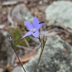 Wahlenbergia capillaris (Tufted Bluebell) at Whitlam, ACT - 5 Nov 2024 by sangio7