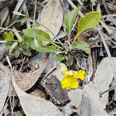 Goodenia hederacea subsp. hederacea (Ivy Goodenia, Forest Goodenia) at Whitlam, ACT - 5 Nov 2024 by sangio7