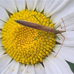 Mutusca brevicornis at Isaacs, ACT - 4 Nov 2024