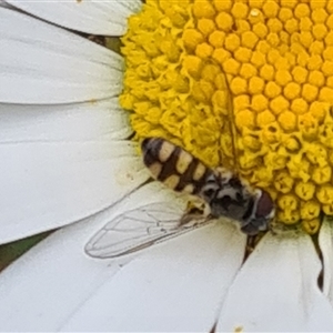 Melangyna sp. (genus) at Isaacs, ACT - 4 Nov 2024