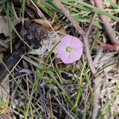 Convolvulus angustissimus subsp. angustissimus (Australian Bindweed) at Whitlam, ACT - 5 Nov 2024 by sangio7