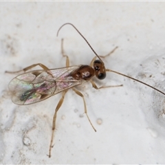 Braconidae (family) (Unidentified braconid wasp) at Melba, ACT - 3 Nov 2024 by kasiaaus