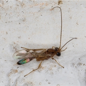 Braconidae (family) at Melba, ACT - 3 Nov 2024 11:07 PM