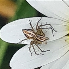 Oxyopes sp. (genus) (Lynx spider) at Isaacs, ACT - 4 Nov 2024 by galah681