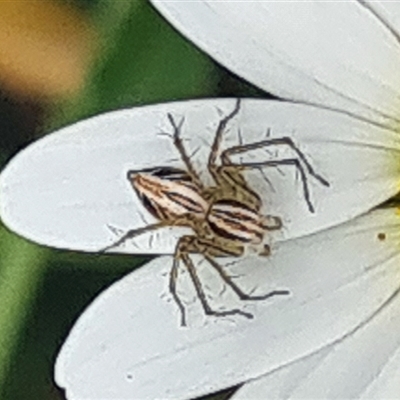 Oxyopes sp. (genus) (Lynx spider) at Isaacs, ACT - 4 Nov 2024 by galah681