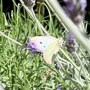 Pieris rapae at Aranda, ACT - 6 Nov 2024 10:27 AM