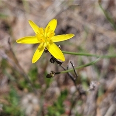 Tricoryne elatior (Yellow Rush Lily) at Whitlam, ACT - 5 Nov 2024 by sangio7