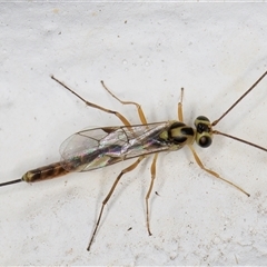 Ichneumonoidea (Superfamily) (A species of parasitic wasp) at Melba, ACT - 3 Nov 2024 by kasiaaus