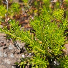 Acrotriche serrulata (Ground-berry) at Whitlam, ACT - 5 Nov 2024 by sangio7