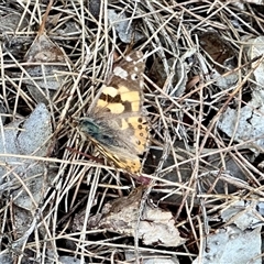 Vanessa kershawi (Australian Painted Lady) at Aranda, ACT - 6 Nov 2024 by KMcCue