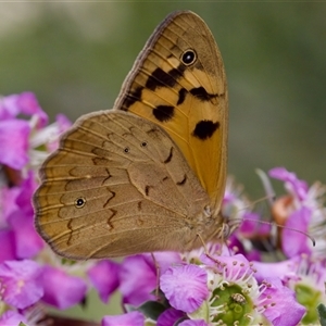 Heteronympha merope at Florey, ACT - 6 Nov 2024